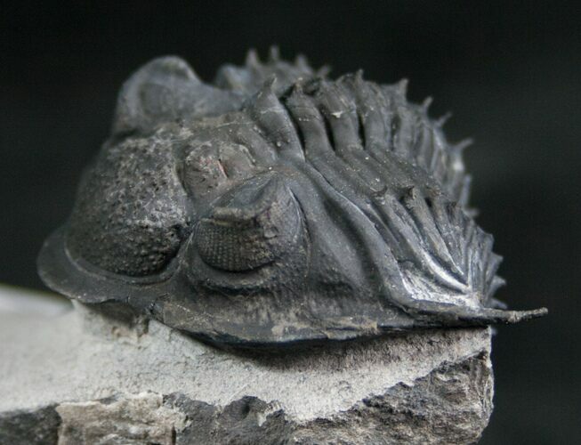 Large Saharops Trilobite With Wenndorfia #7984